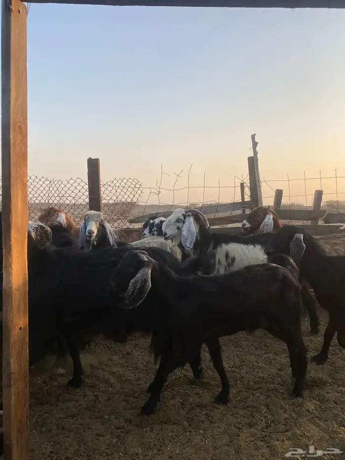 للبيع معزا عوارض مضاريع ودفيع بالفحل 9