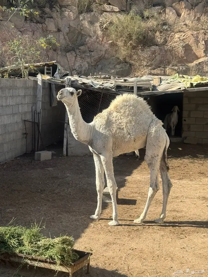 حشوان 0