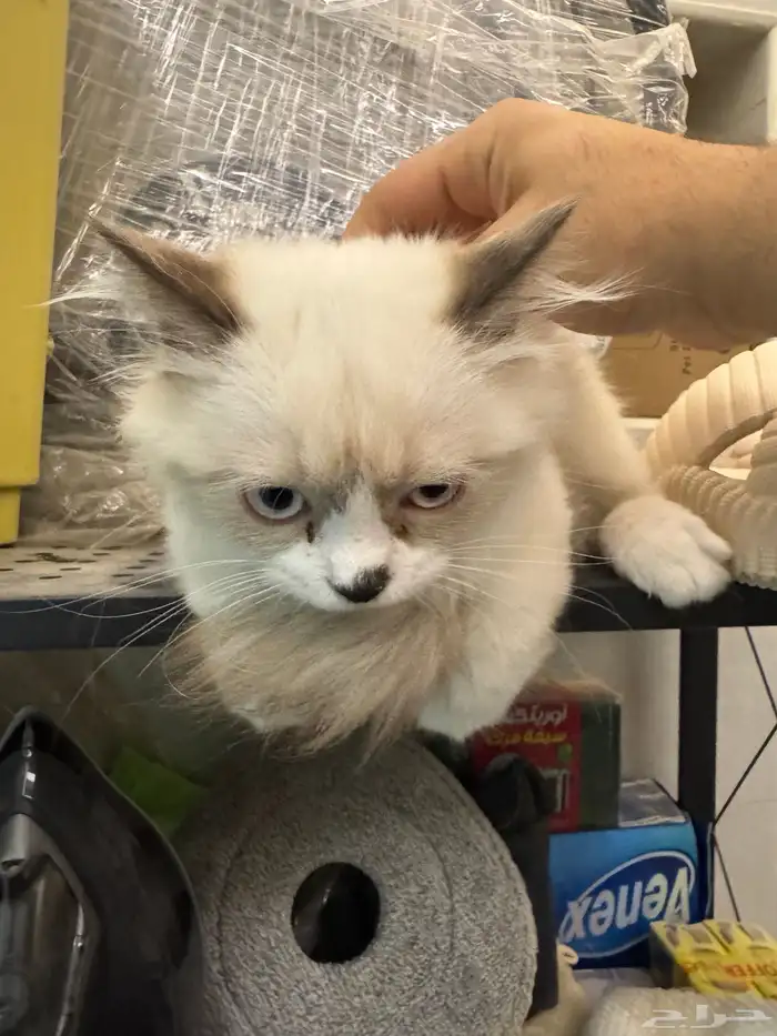 قطط شيرازي مع هملايا 8