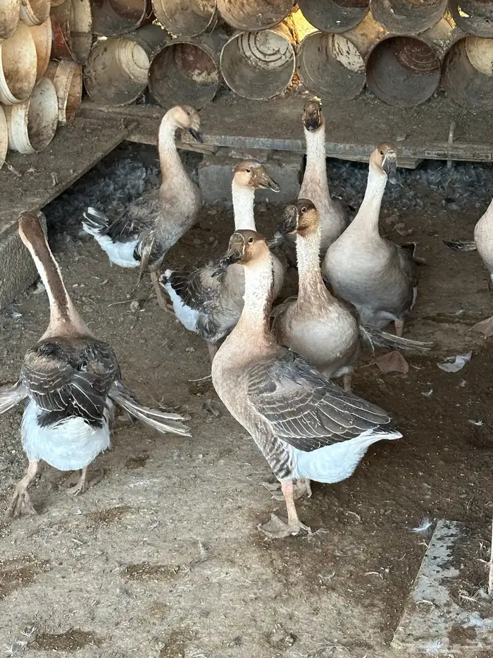 وز للبيع 2