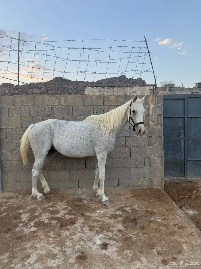 فرس شعبية 0