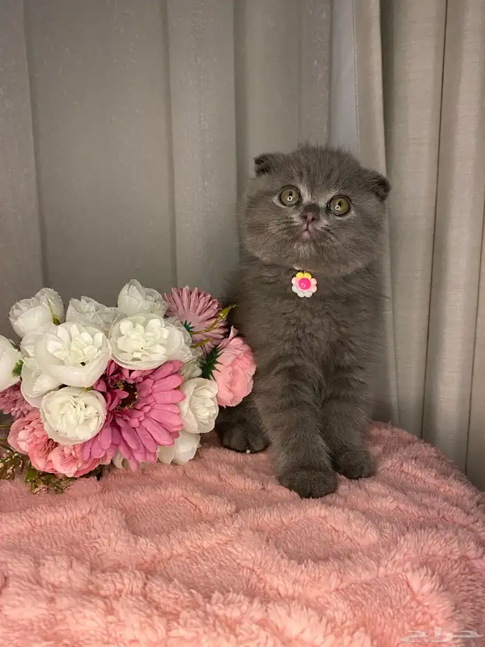 قطط سكوتش تربل فولد للبيع 3