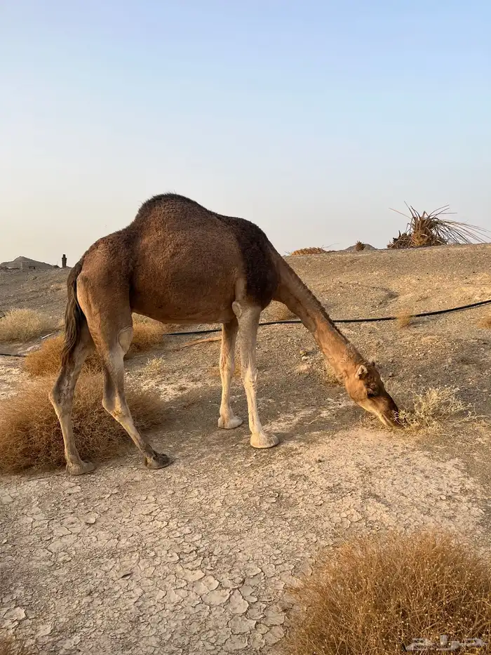 ناقه حمرا دهماء عكشاء 10