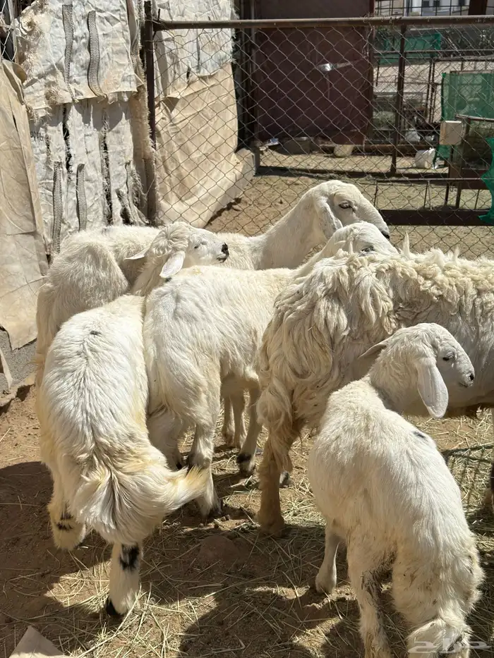 4 عليها 3 و وحدة دافع حاصب غنم شهران 5