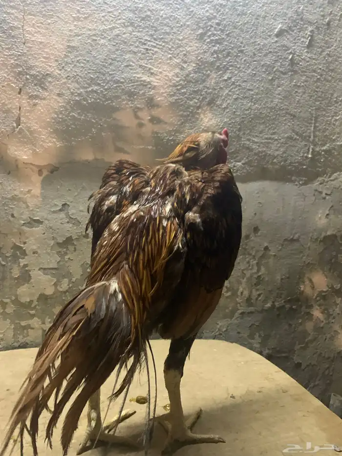 للبيع ديك ميوالي 1