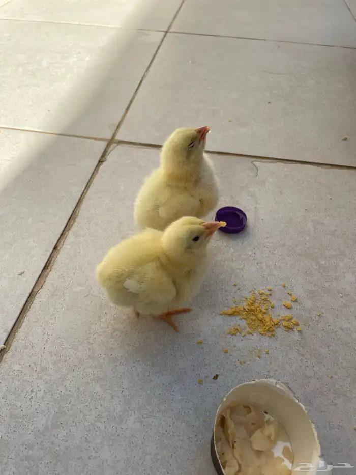 صيصان مجاني اذا تبيه تعال خذها 1