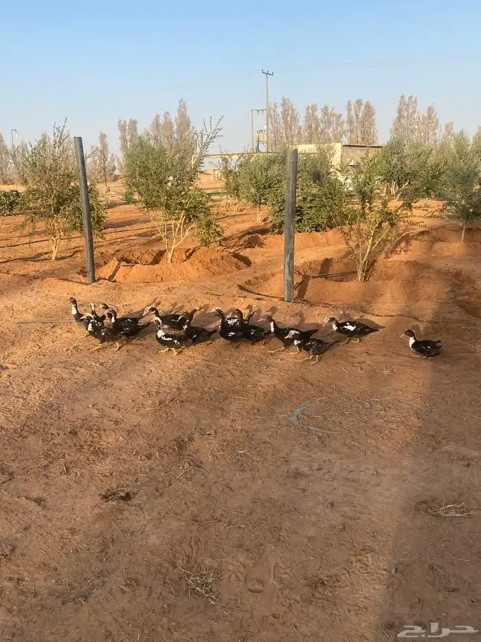 فروخ بط مصري 1