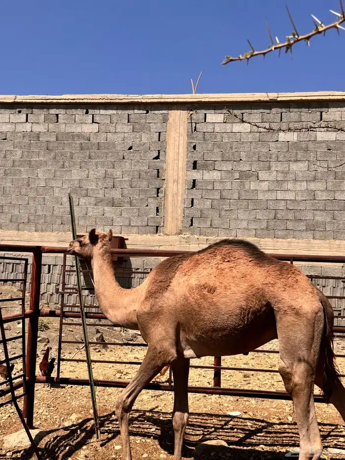 قعود للبيع بصحة جيدة 3