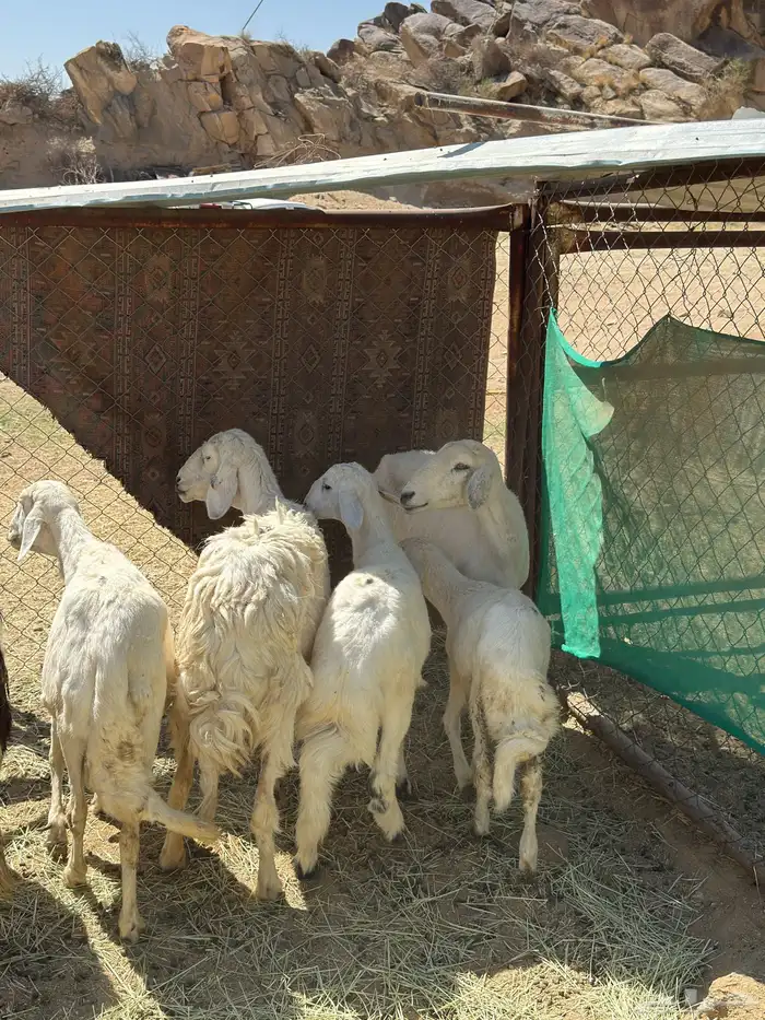 4 عليها 3 و وحدة دافع حاصب غنم شهران 4