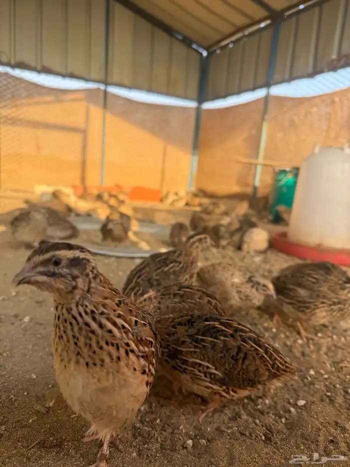 سمان بياض 3