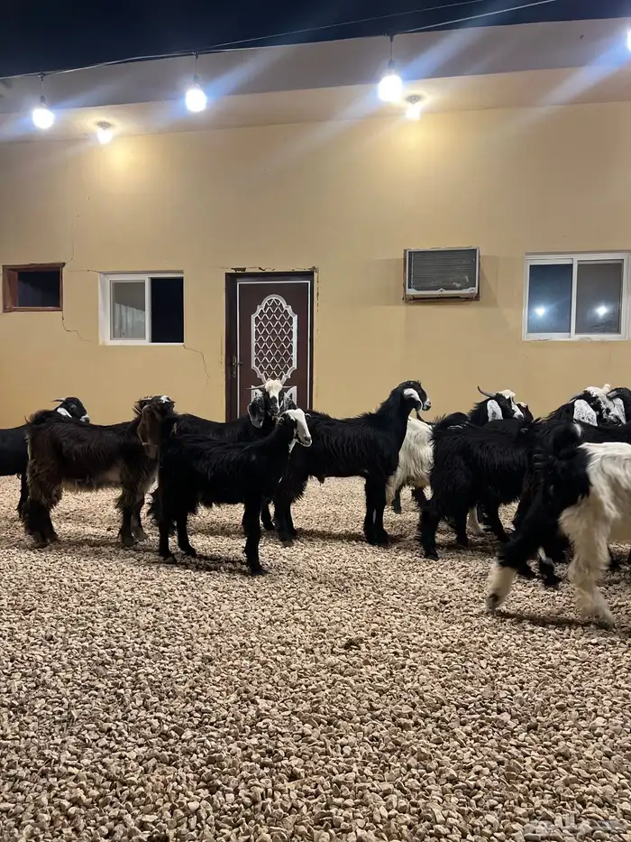 تيوس مخاصي 6