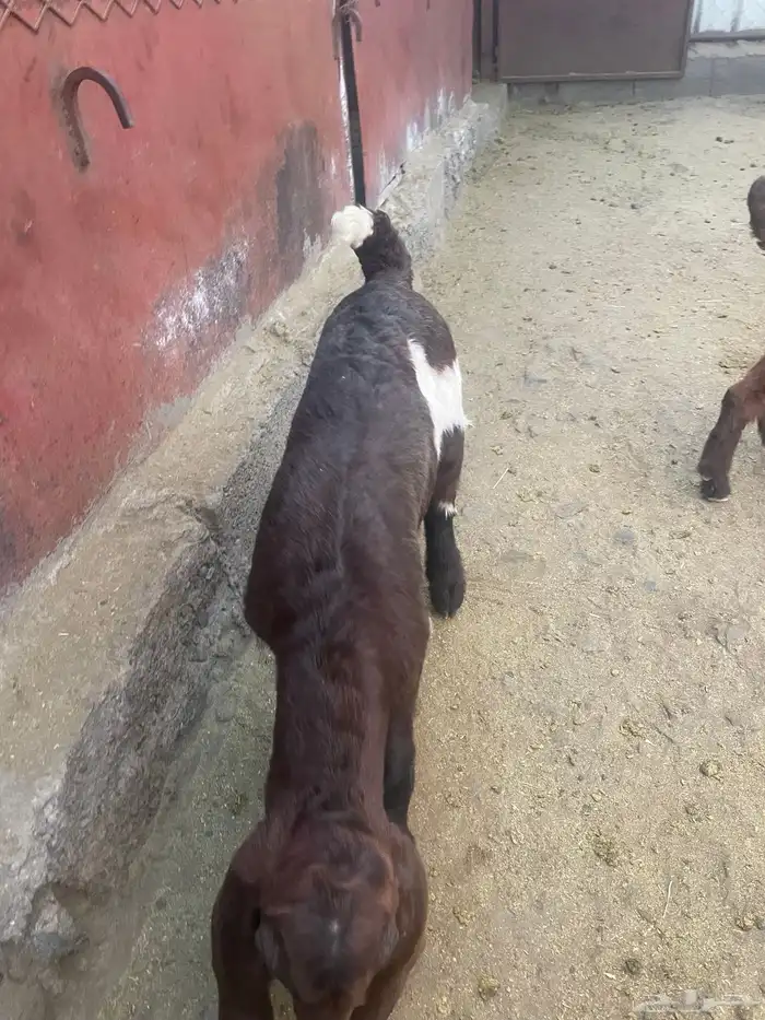 معزاء للبيع 1