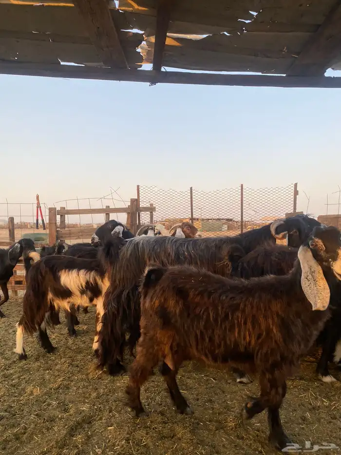 للبيع معزا عوارض مضاريع ودفيع بالفحل 0