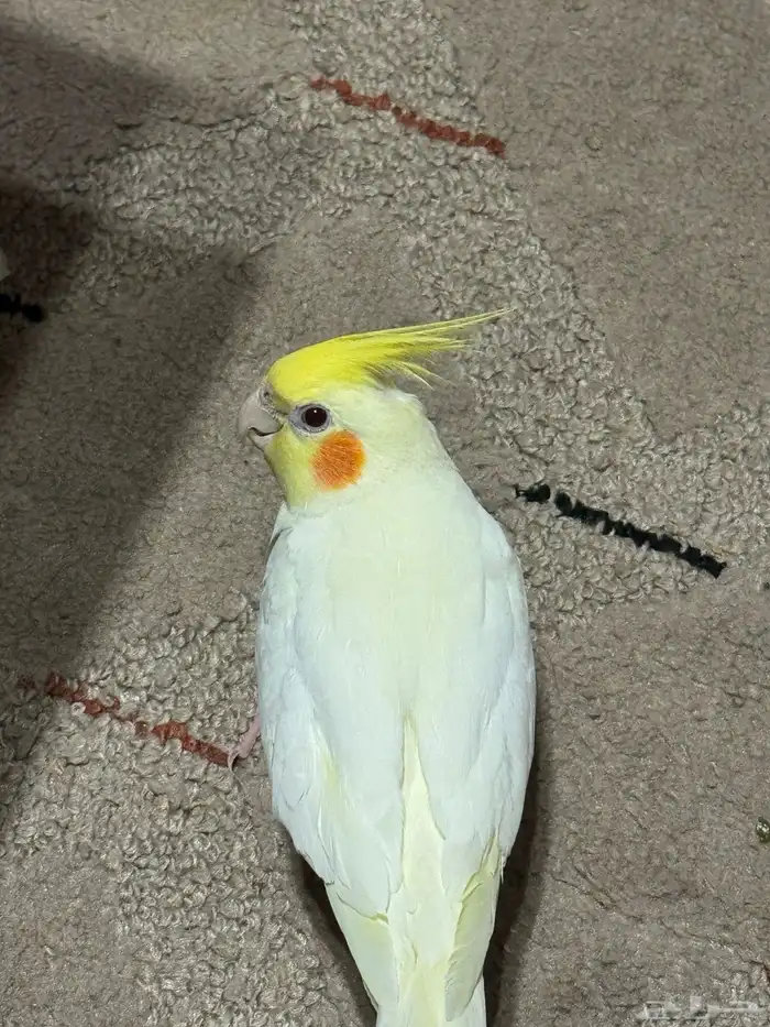 للبيع كروان لاتينو اليف عيون حمر 0