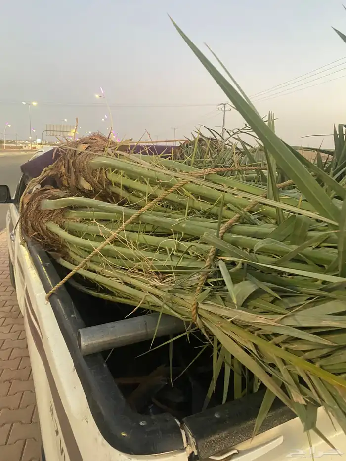 يوجد لدينا نخل اخلاص وسكري وبرحي صقعي مجدول روثانه 5