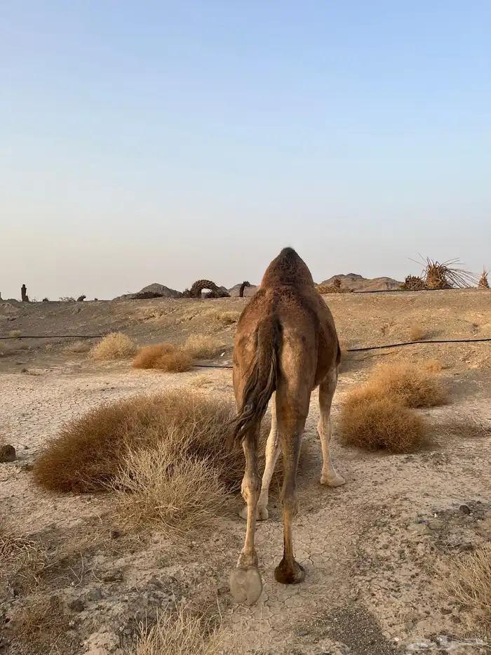 ناقه حمرا دهماء عكشاء 9