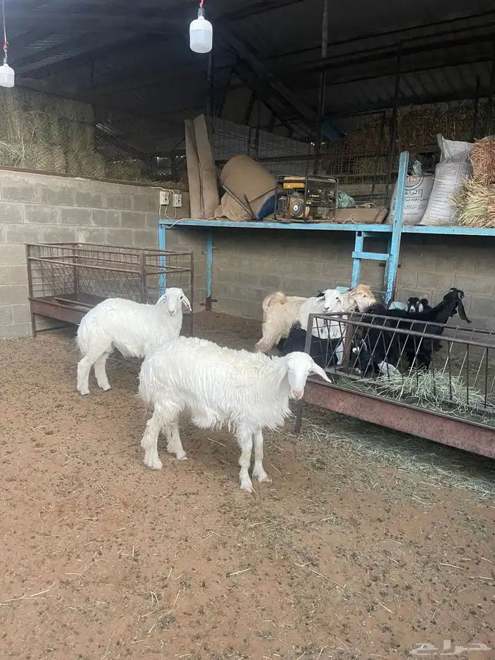 طليان. حري. العدد 2 0