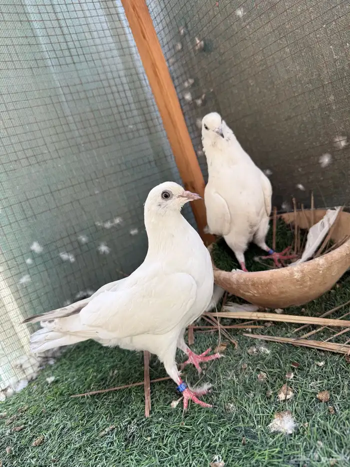 للبيع طبات الام وحشيه والاب قولدن 1
