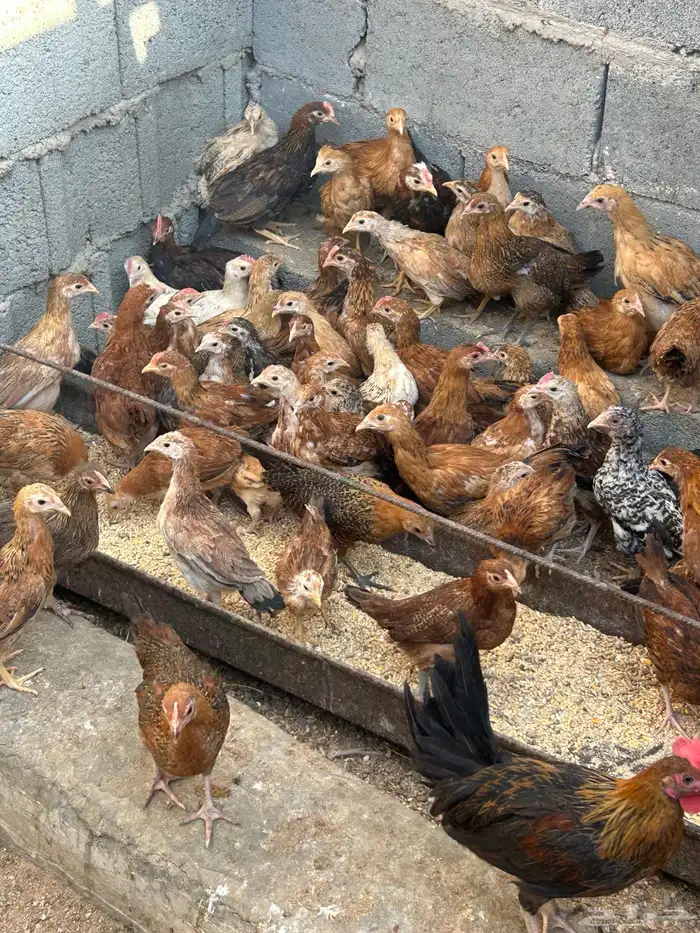 دجاج وفروخ 0