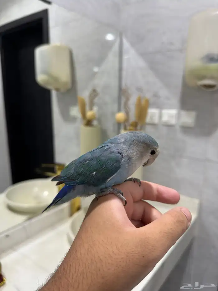 روز فايلوت اليف ماعنده عض 0