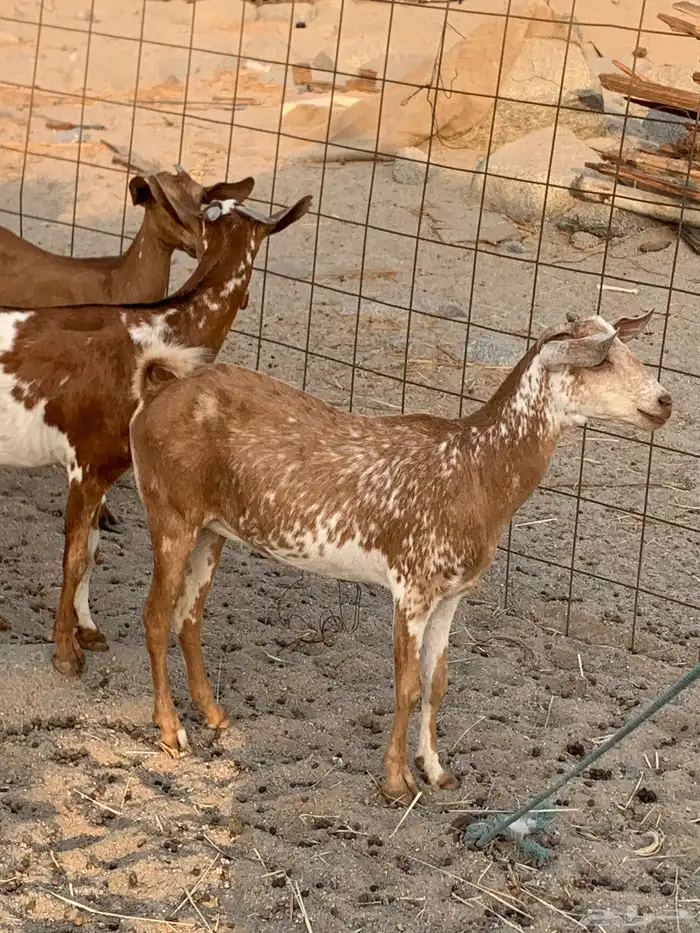 للبيع معزا جنوبيه جفار 8