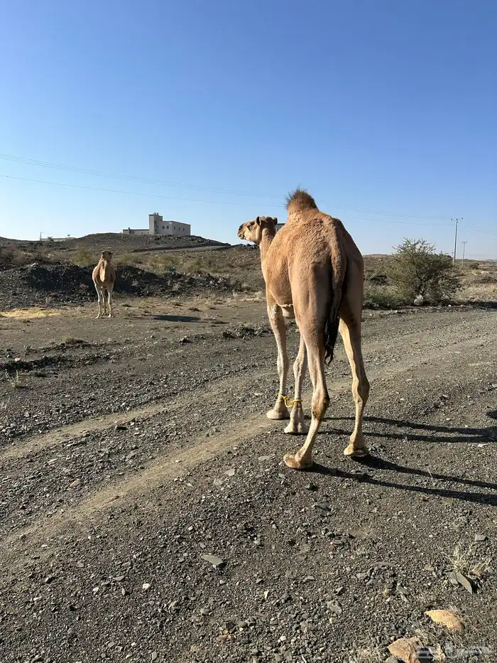 ناقتين حمر 2