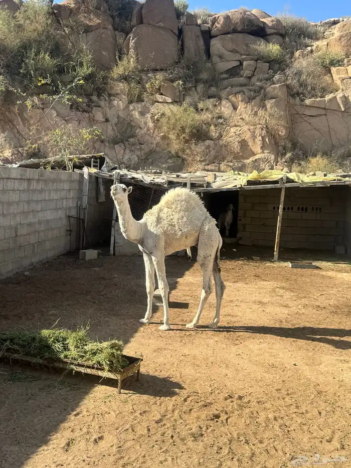 حشوان 1