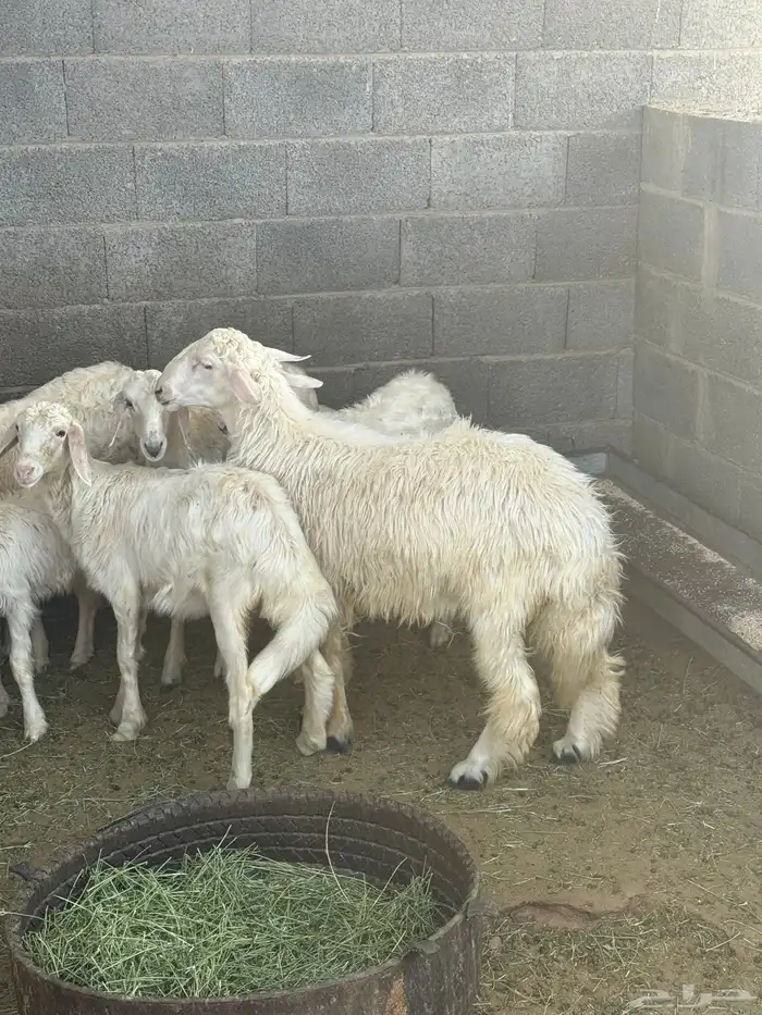 خروف كفوو جدا 0