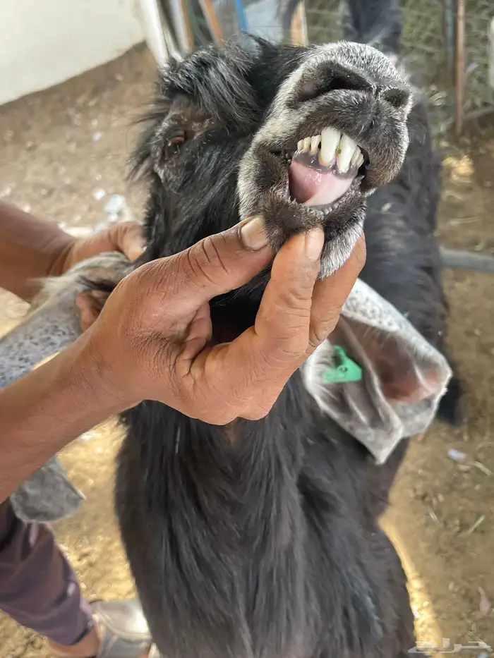 عنز معاها عدد 2تيوس 0