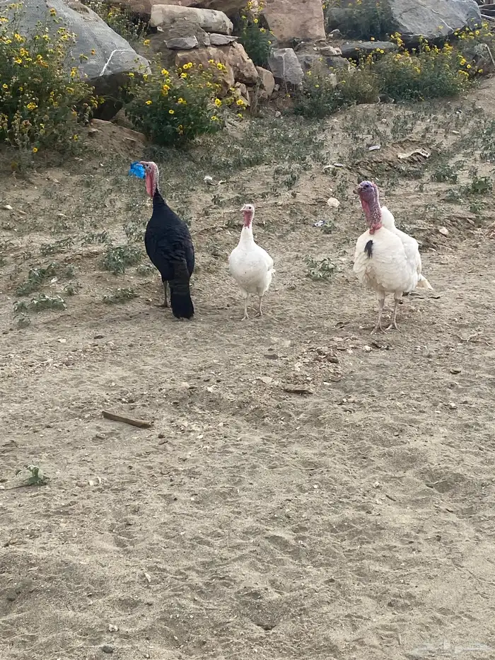 دجاج رومي 0