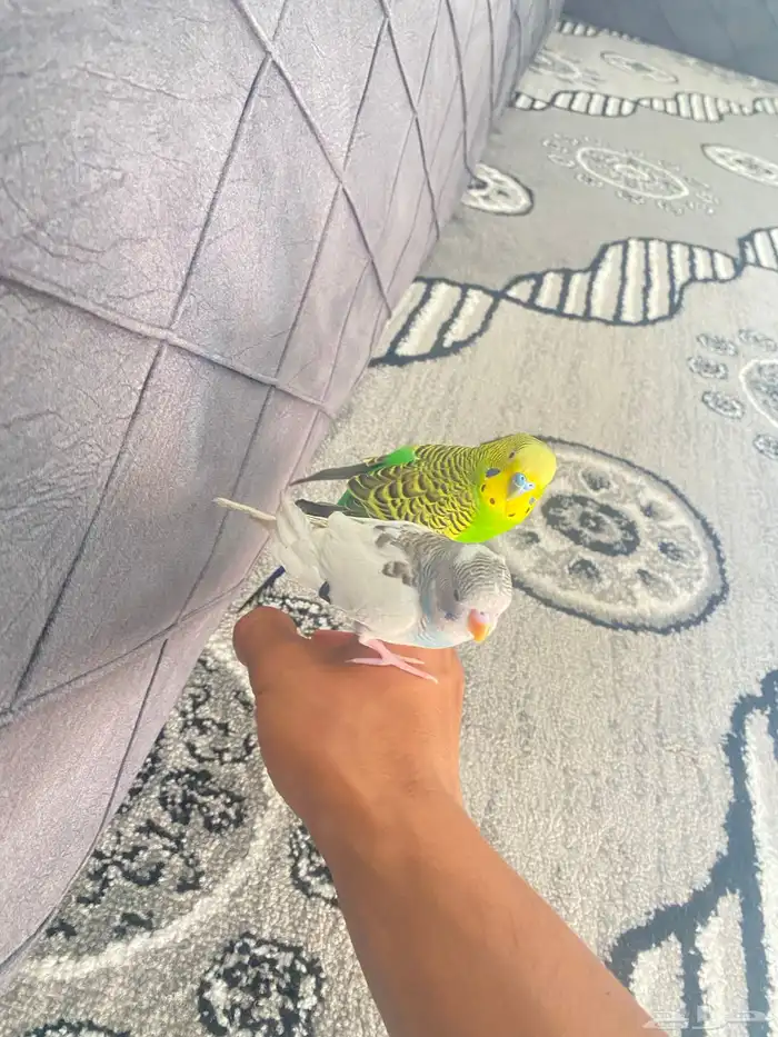 بيع عصافير اثنين إذكور اليف 0