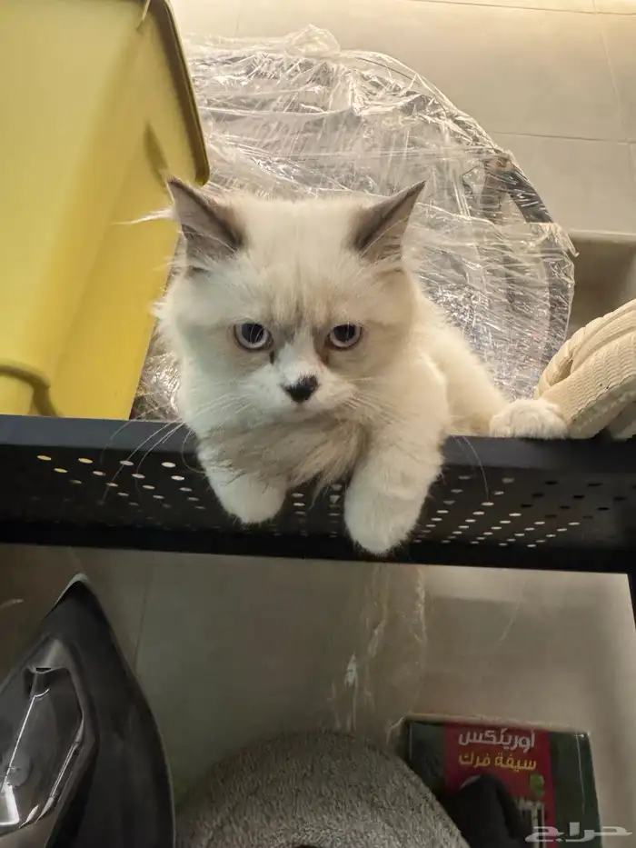 قطط شيرازي مع هملايا 4