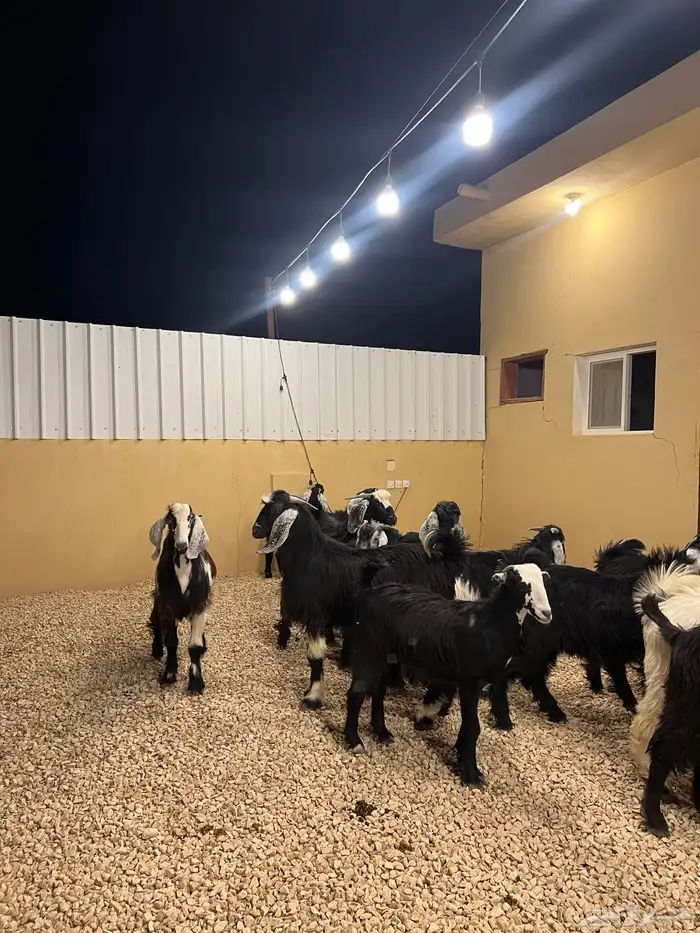 تيوس مخاصي 4