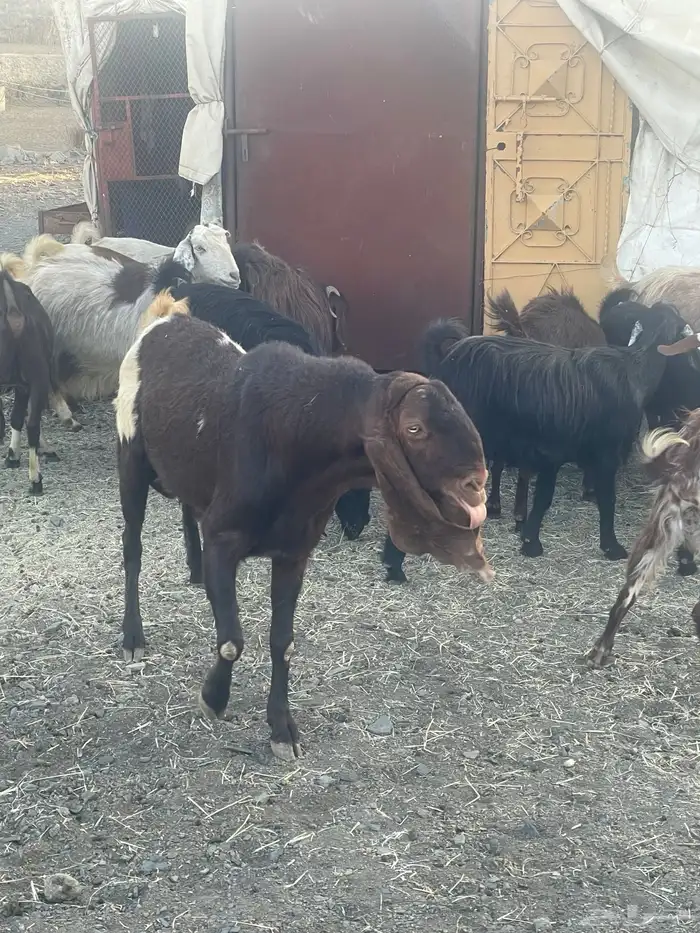 معزاء للبيع 13
