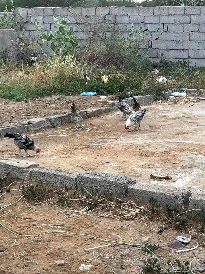 فروخ ديوك مع دجاج العدد الديوك حوالي 45 دجاج حوالي 20 3