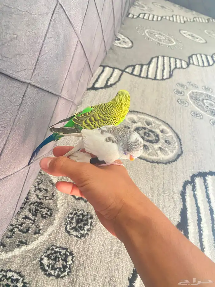 بيع عصافير اثنين إذكور اليف 2