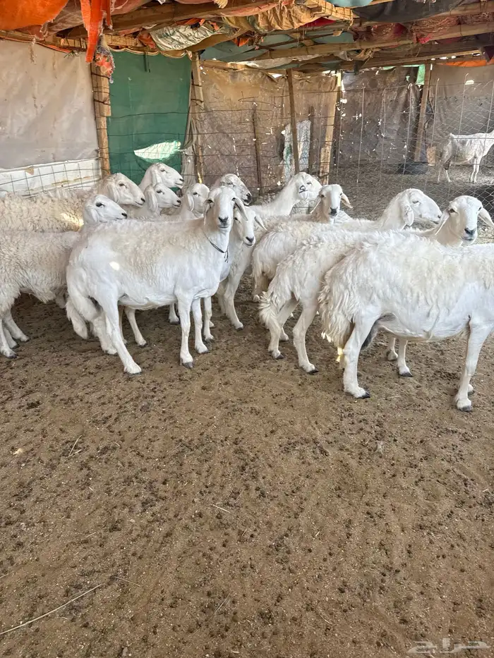 حريات دفيع مقاريب 0