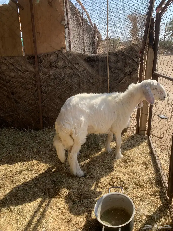 رخل جذعه ذبيحه 2