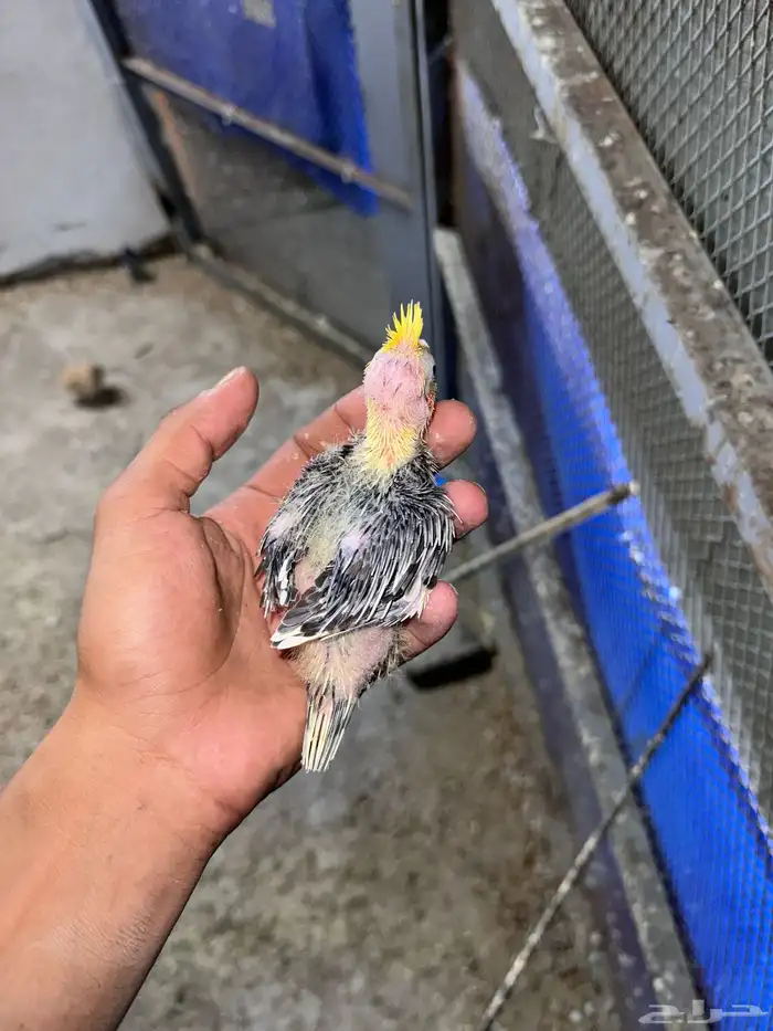 فروخ كروان 1