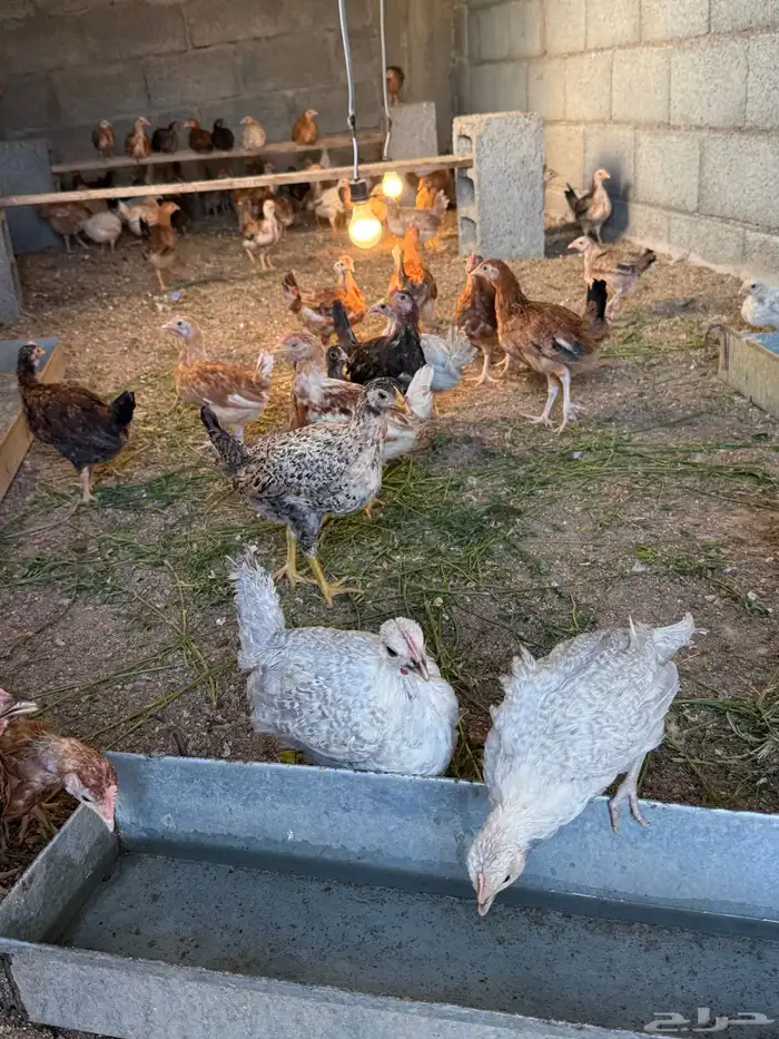 صوص دجاج بلدي وفيومي العمر 3 شهور العدد 100 2