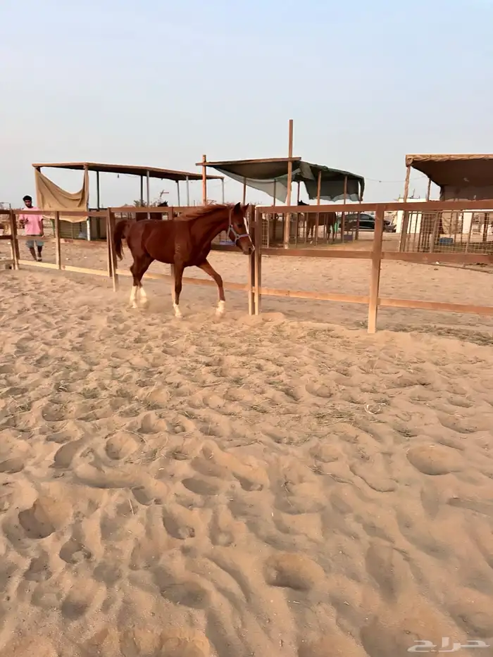 مهر للبيع 3