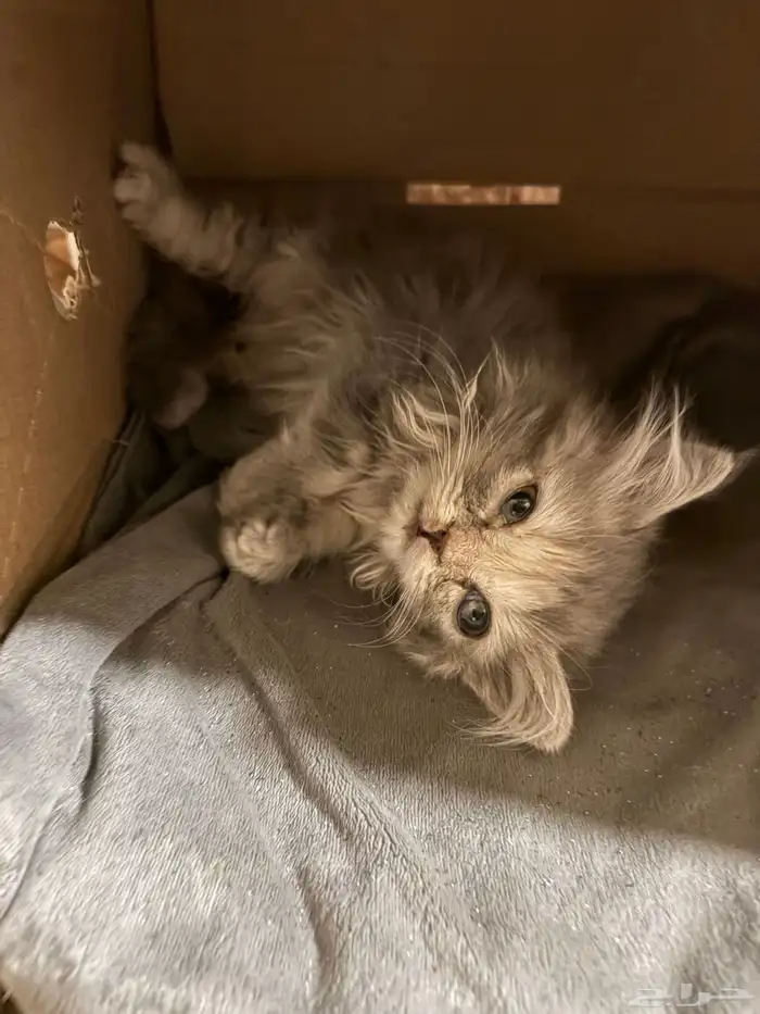 قطط للتبني 3