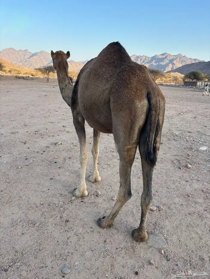 ناقي مداني. للبيع 1