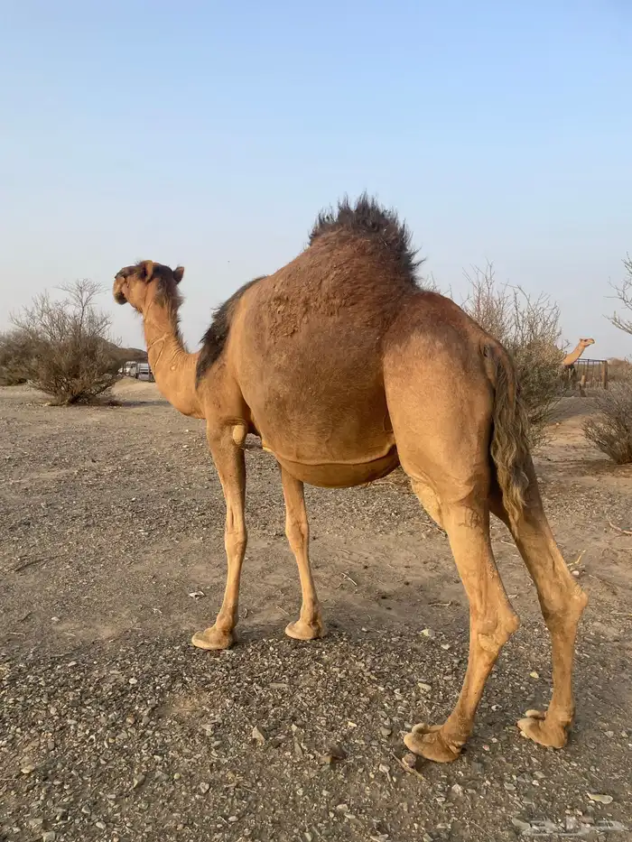 ناقه حمراء ملاقي 0