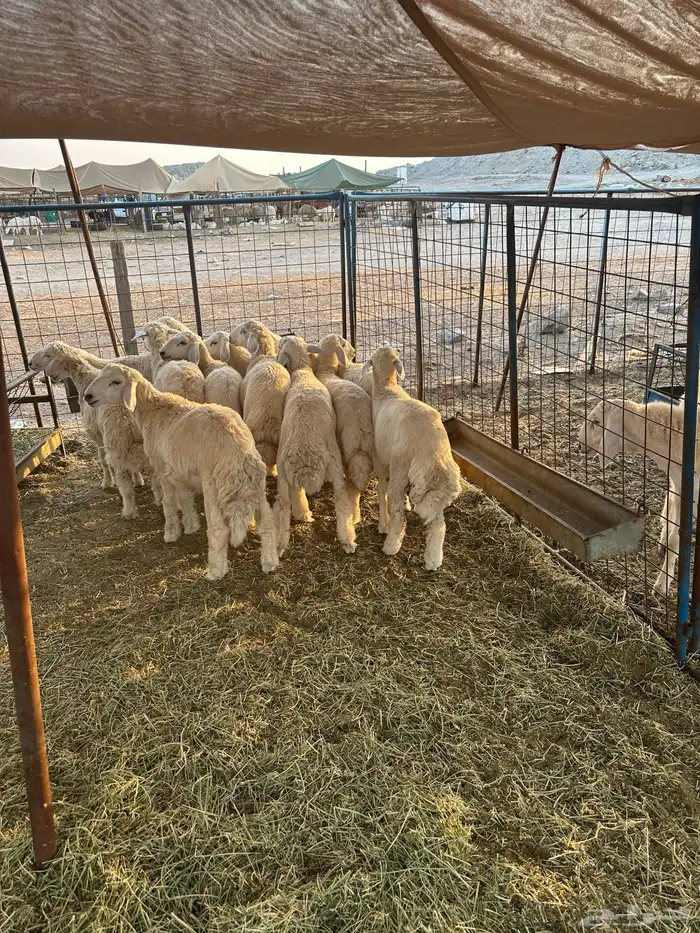 طليان ورخال 0