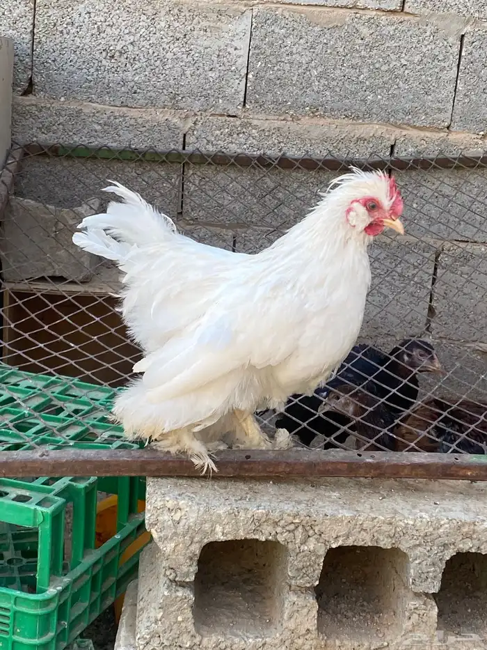 ديك كوشن ابيض 3