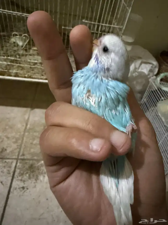 فروخ بادجي غر للبيع 3