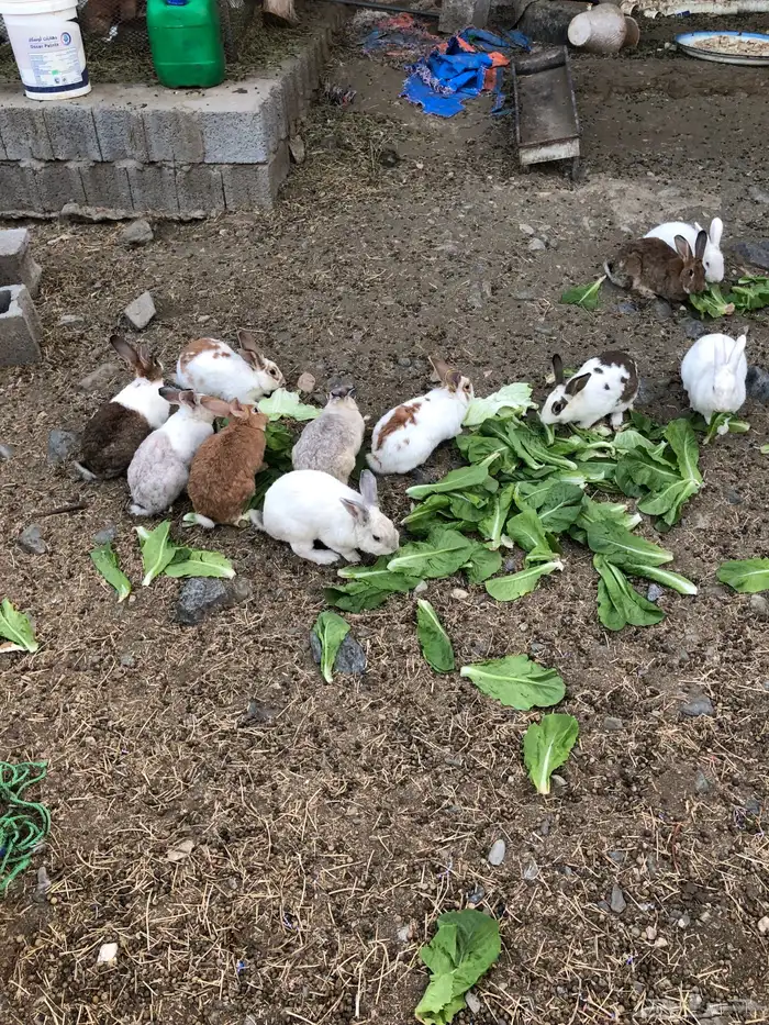 ارانب هجين شنشيلا بابيون 4