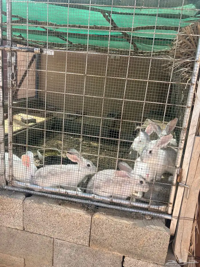 ارانب للبيع 6