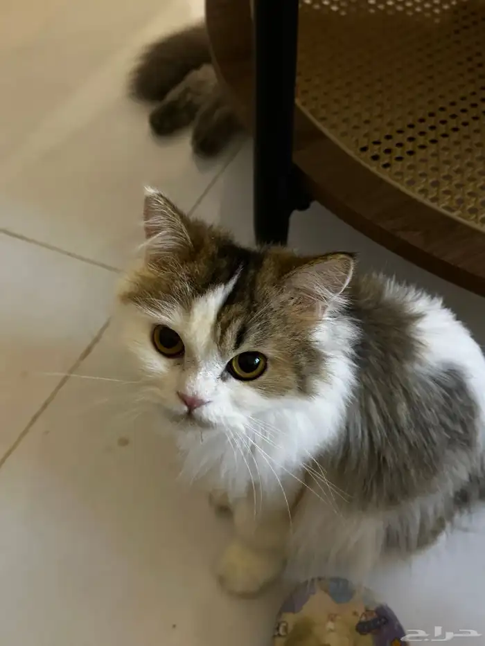 قطه للتبني 0